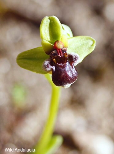 Bumble-bee ophrys in Grazalema