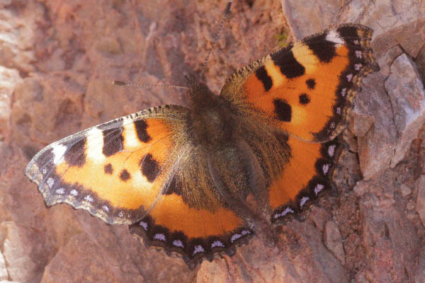 Aglais urticae andalucia