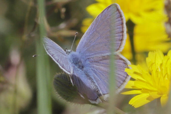 Polyommatus celina