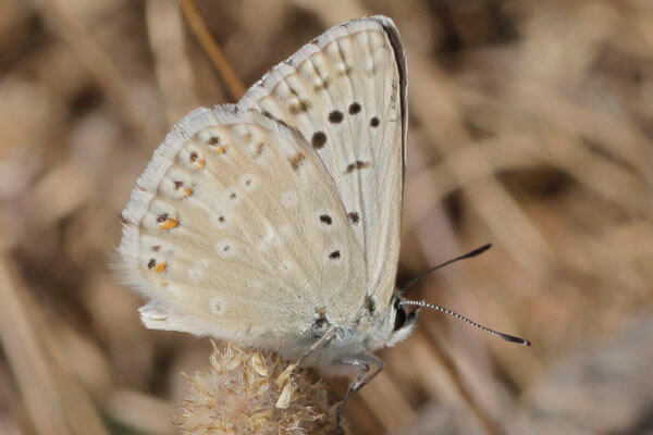 spanish-chalk-hill-blue near Ronda