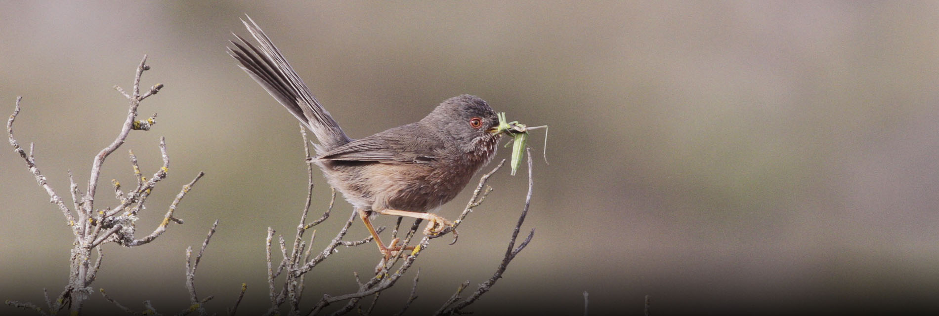 sylvia warblers hide