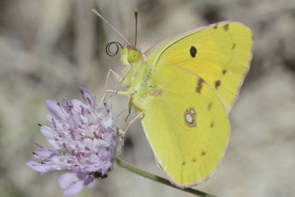 Mariposa amarilla