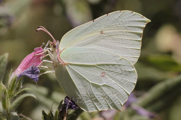 Common Brimstone