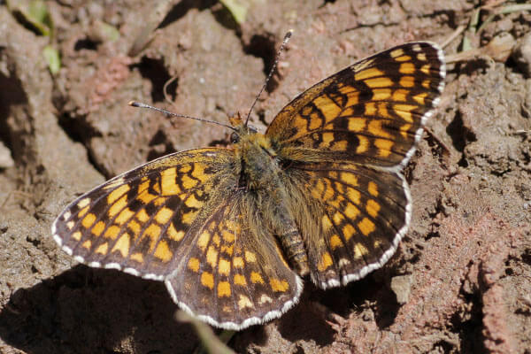 Knapweed fritillary