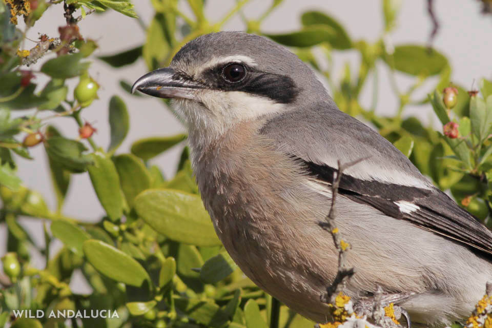 Lanius meridionalis at the Serrania de Ronda