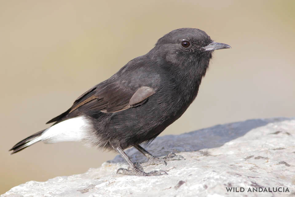 Black Wheatear in Ronda's bird hide