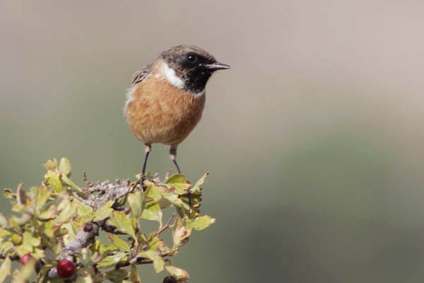 Wildlife photography Hide near Costa del Sol