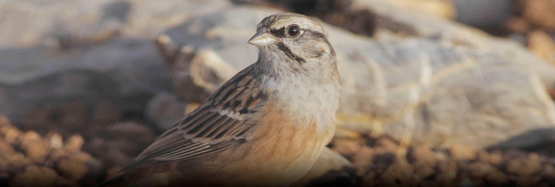 hide de paseriformes en Malaga