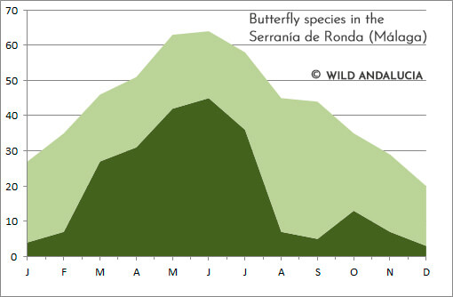 butterfly presence in Ronda