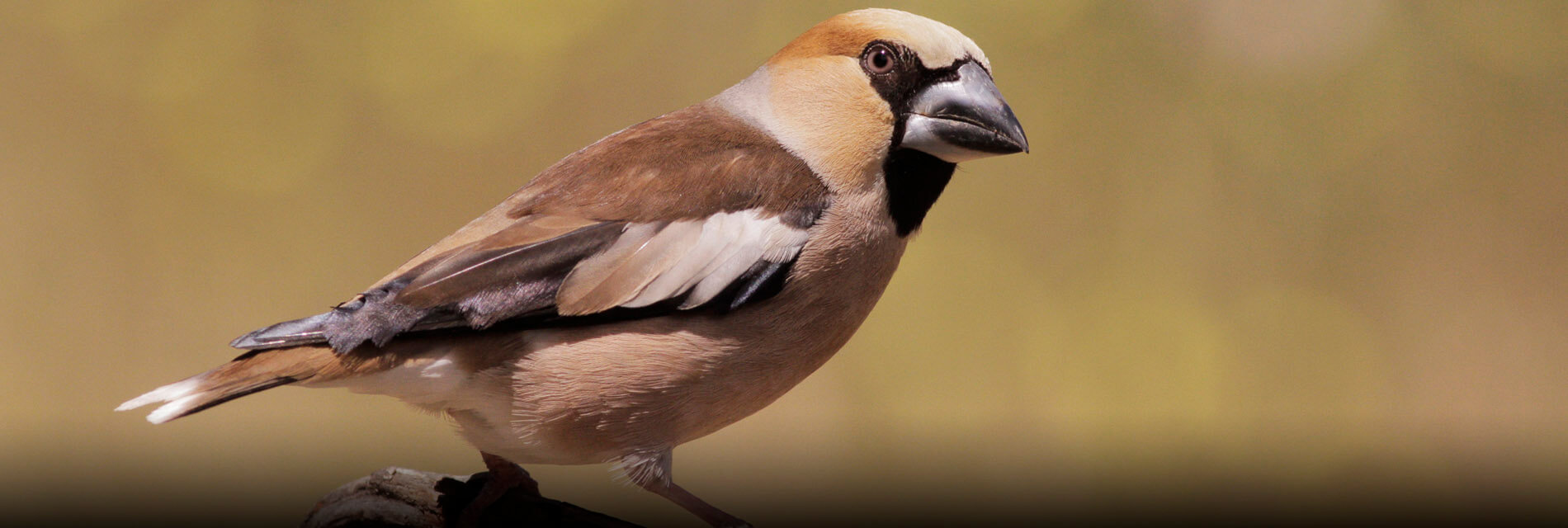 wildlife phototour spain