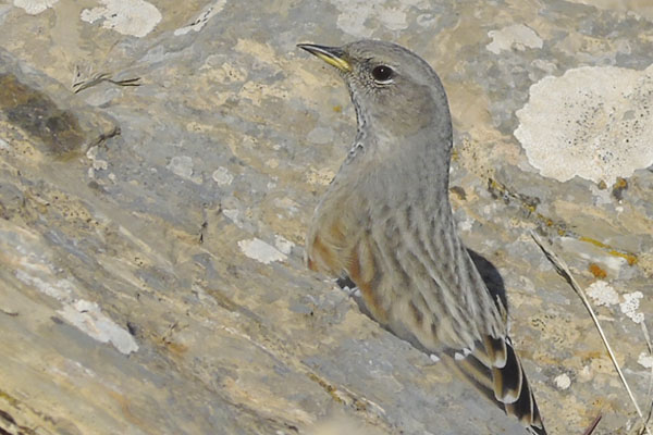 Alpine Accentor - prunella collaris