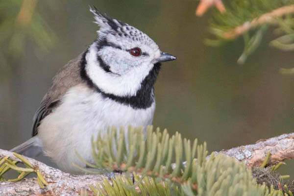 Crested Tit