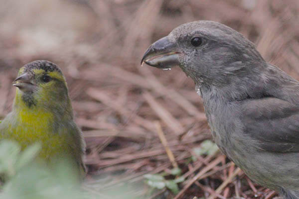 Crossbill