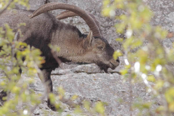 Spanish Ibex