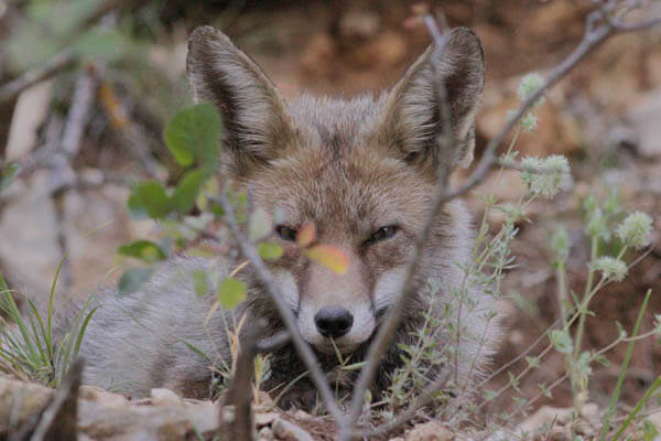 Red Fox