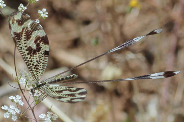 Nemoptera bipennis