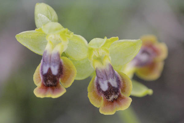 Ophrys alpujata