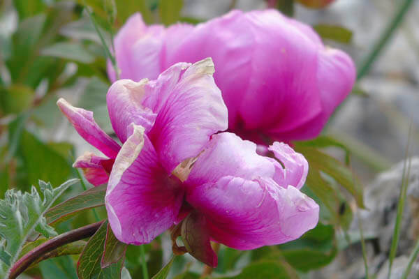 Wild Peony flowers in May