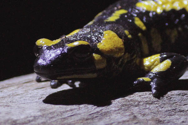 Salamandra longirostris