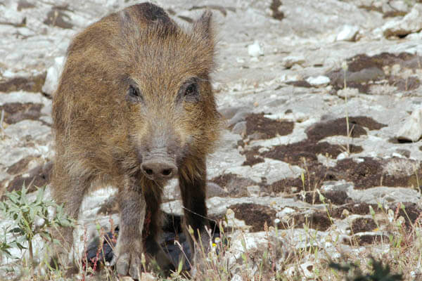 Wild Boar