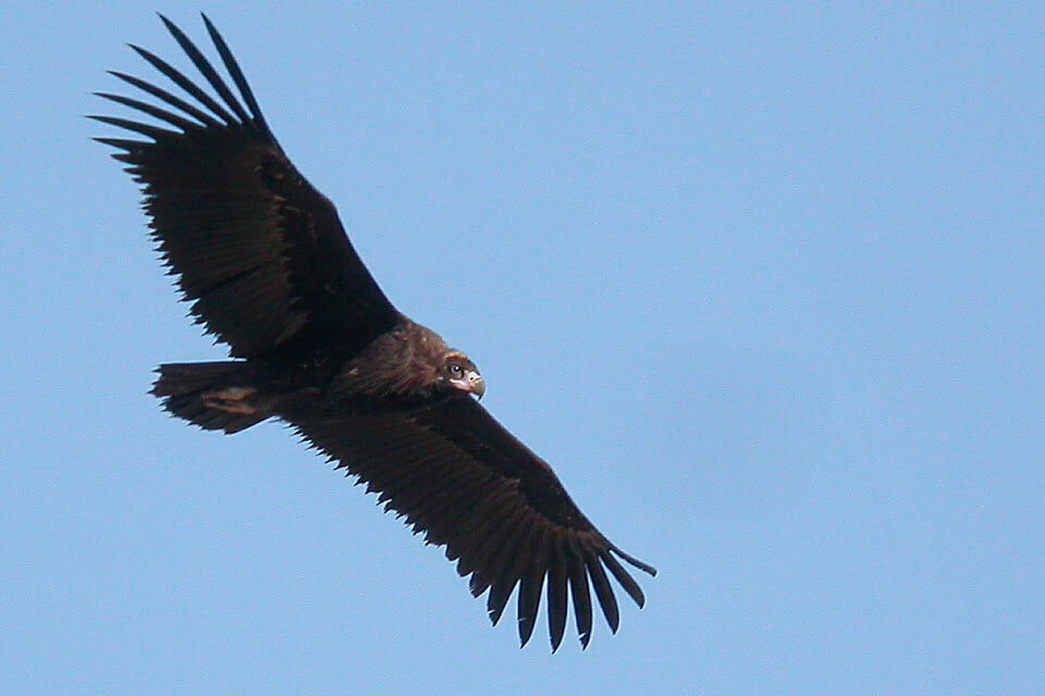 Doñana & Extremadura Birding Tour