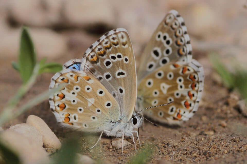 Adonis' Blues are very common on this tour