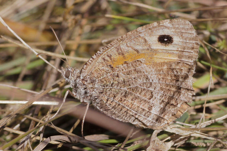 False Graylings are just one of the 8 possible grayling members to be found near Albarracín