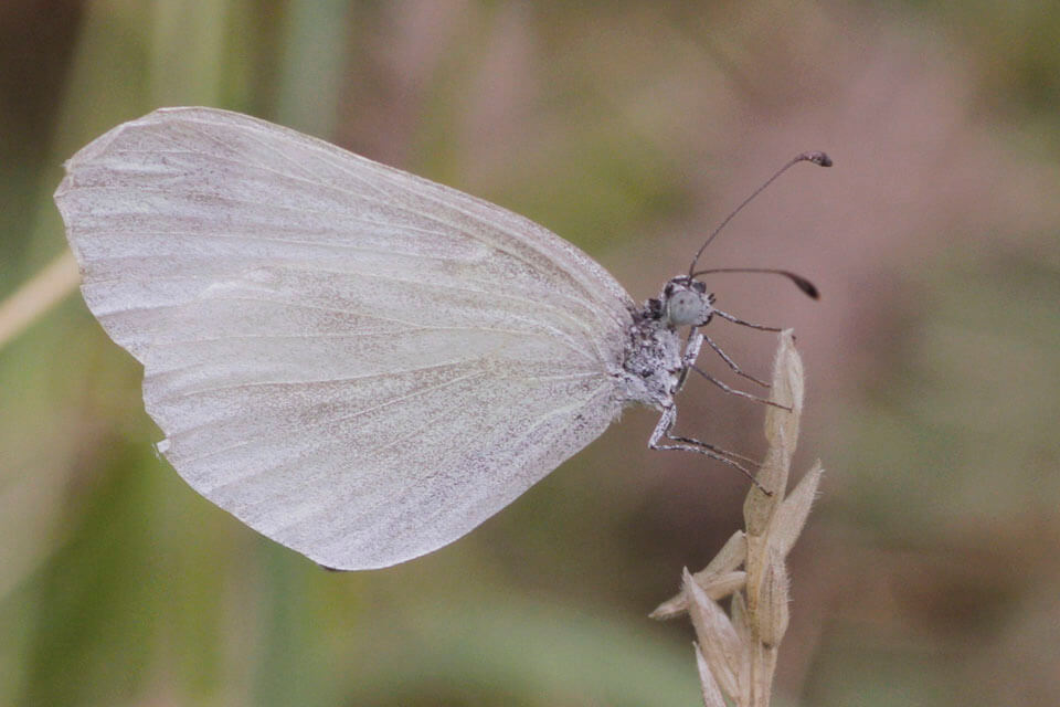The permanent rivers and streams sustain a great butterfly community. Wood Whites are common near Albarracín