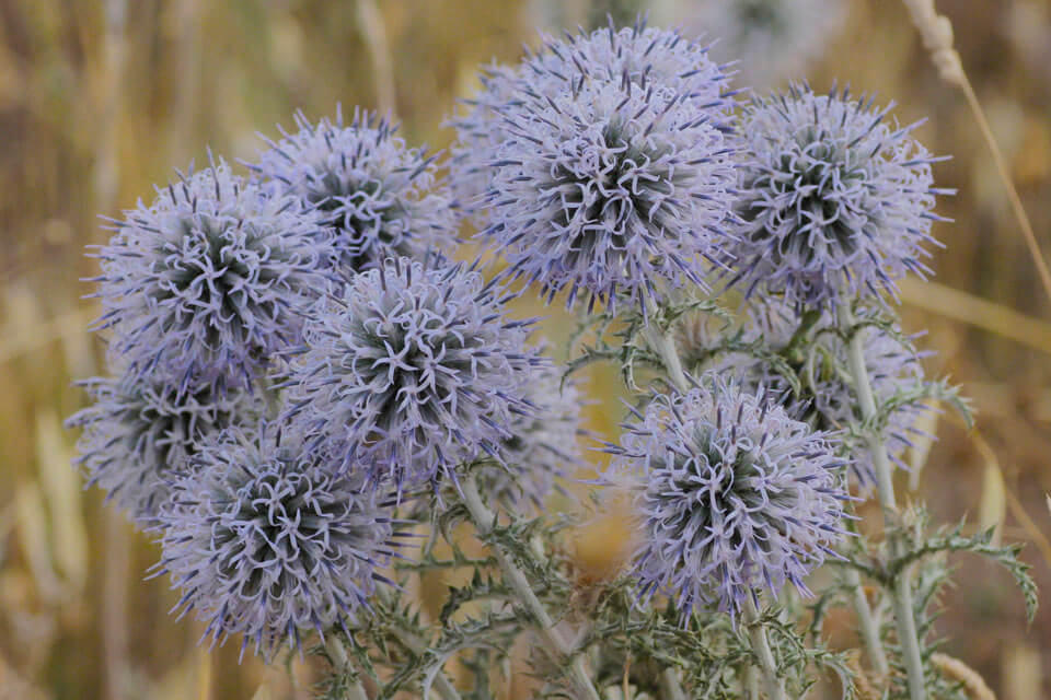 Thistles and eryngium plants are plentiful and sustain the rich insect community during summer