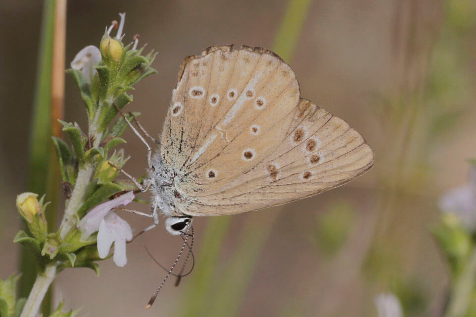 Ripart's Anomalous Blues have a very limited range in Spain