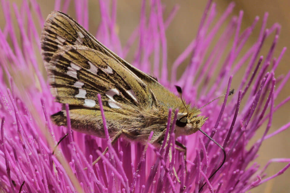 Silver-spotted Skippers are common in the Montes Universales