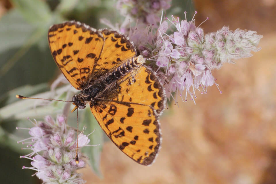 Spotted Fritillaries are scarce but can be locally common during the drier months