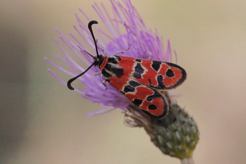 Zygaena fausta is the most common of the burnets during our tour